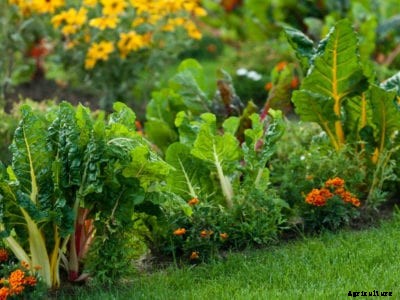Edible Landscaping: Mixing Vegetables And Herbs With Flowers