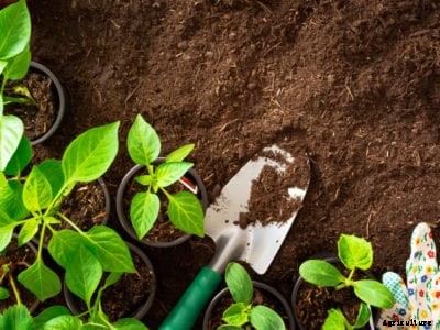 Crop Planting Info: When To Plant Your Vegetable Garden