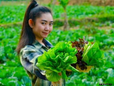 Vegetable Gardening For Beginners