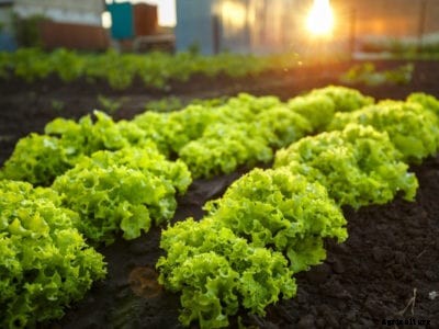The Vegetable Garden: Elements For Successful Vegetable Gardening