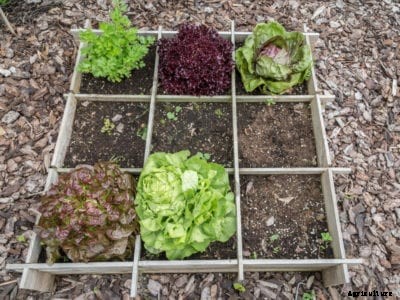 The Layout Of Your Vegetable Garden