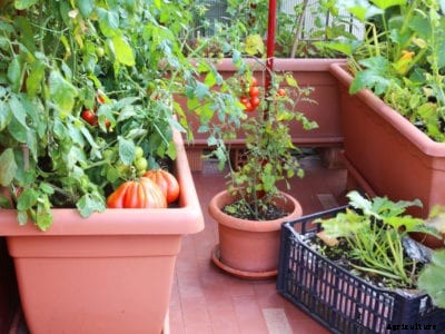 Vegetable Plants For Pots: Quick Guide To Container Vegetable Gardening