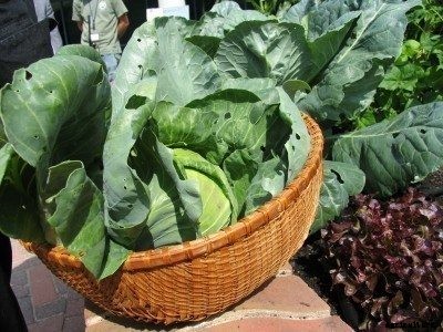 Organic Gardening Tips: Growing Organic Vegetable Gardens