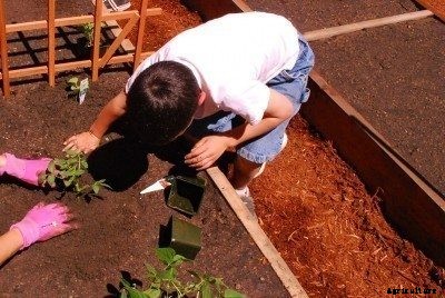 How To Plant A Vegetable Garden