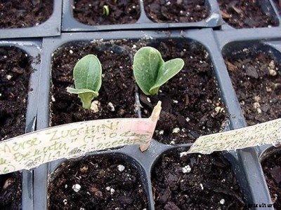 Growing Vegetables With Seeds