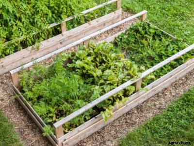 Raised Vegetable Gardens – How To Make A Homemade Raised Garden
