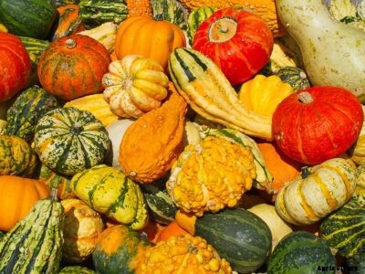 5 Ornamental Gourds To Try – Fascinating Gourd Varieties
