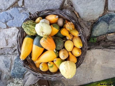 Are Gourds Edible: Learn About Eating Decorative Gourds