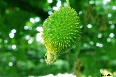 What Is A Hedgehog Gourd: How To Grow Teasel Gourd Plants
