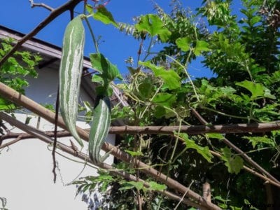 What Is A Snake Gourd Plant: Snake Gourd Info And Growing