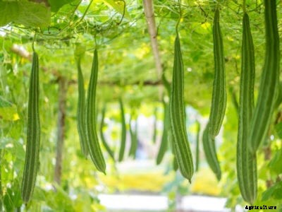Luffa Plant Care: Information On Luffa Gourd Planting