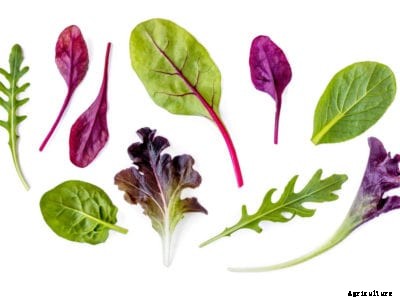 Substitutes For Lettuce – Growing Alternative Salad Greens