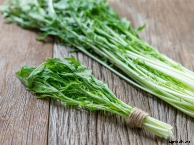 Mibuna Mustard Greens: How To Grow Mibuna Greens