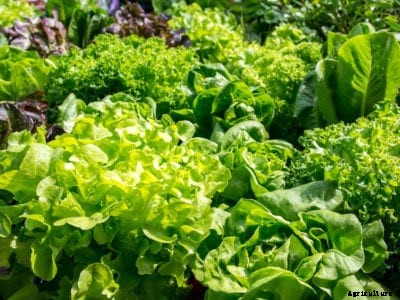 Autumn Crop Greens – When To Plant Greens In The Fall