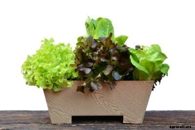 Growing A Salad Bowl Garden: Learn How To Grow Greens In A Pot