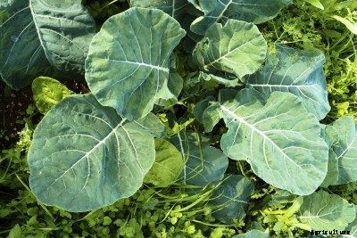 Winter Salad Greens: Tips On Growing Greens In Winter