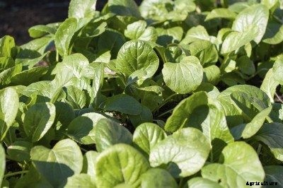 Komatsuna Plant Care: Tips On Growing Komatsuna Greens