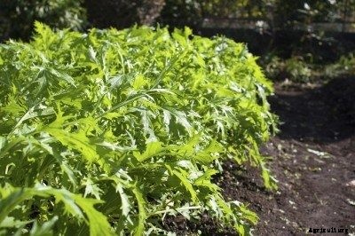 Asian Mizuna Greens: How To Grow Mizuna Greens In The Garden