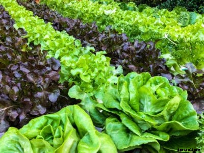 Leafy Garden Greens: Different Types Of Garden Greens
