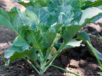 Tips On How To Grow Collard Greens
