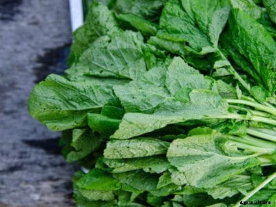 Planting Mustard Greens – How To Grow Mustard Greens