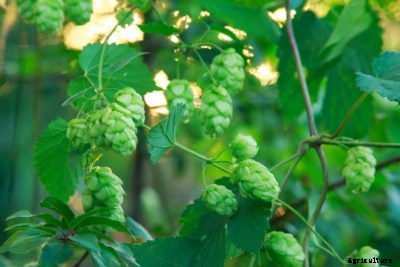 Hops Plant Pruning: When And How To Prune A Hops Plant