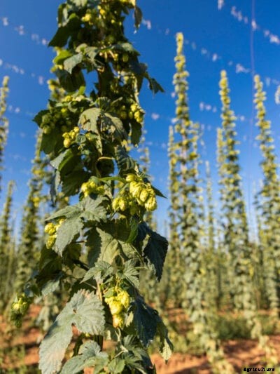 Hops Companion Plants: Learn What To Plant With Hops In Gardens