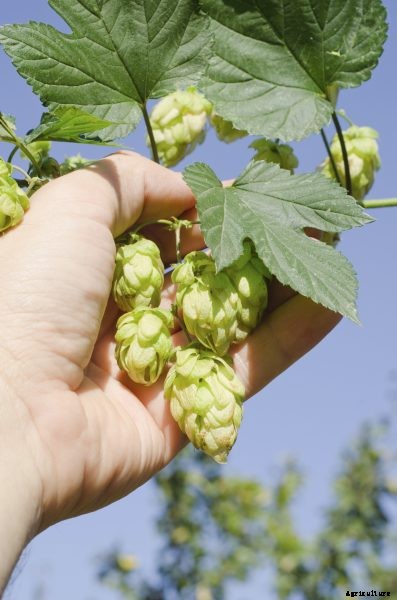 Harvesting Hops Plants: When Is Hops Harvest Season