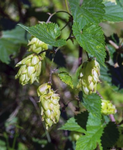 Hops Plant Fertilizer: How And When To Feed Hops Plants