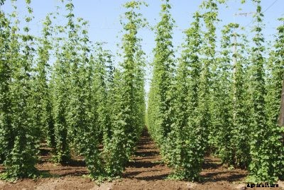 Hops Spacing Requirements – Tips On Plant Spacing For Hops