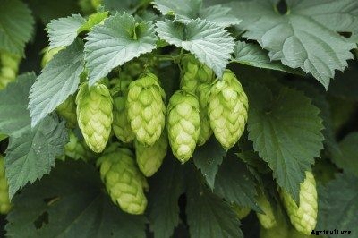Reasons For No Cones On Hops: How To Get Cones On Hops Plants
