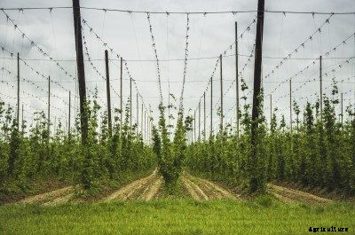 Support For Hops Vines: Learn About Hops Plant Support