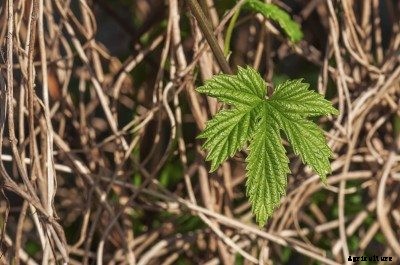 Propagating Hops Plants: Planting Hops From Clippings And Rhizomes