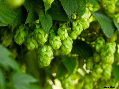 Hops Plant Types: How Many Hops Varieties Are There