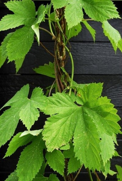 Troubleshooting Hops Plants: What To Do If Your Hops Stopped Growing