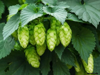 Planting Hops Rhizomes: Is Hops Grown From Rhizomes Or Plants