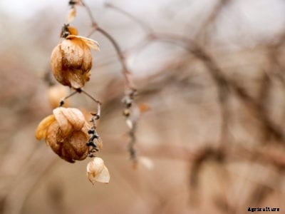 Growing Hops In Winter: Information On Hops Winter Care