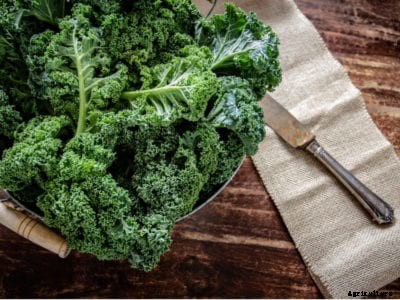 Different Uses For Kale – How To Use Kale Plants Post Harvest
