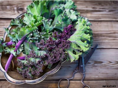 Prickly Kale Leaves – Does Kale Have Thorns