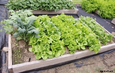 Kale Companion Plants: Learn About Plants That Grow Well With Kale