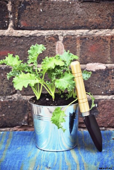 Will Kale Grow In Containers: Tips On Growing Kale In Pots