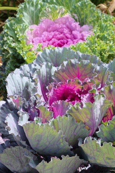 Growing Flowering Kale Plants: Information About Flowering Kale Care