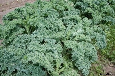 Picking Kale – How To Harvest Kale