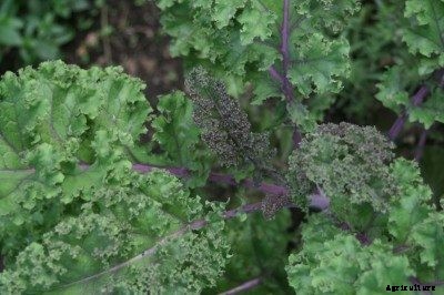 Growing Kale: Information On How To Grow Kale