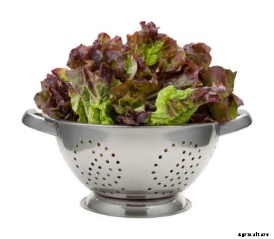 Devil’s Tongue Red Lettuce: Growing A Devil’s Tongue Lettuce Plant