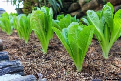 Romaine Lettuce Care: Learn About Planting Romaine Lettuce