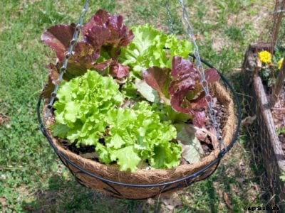 Hanging Container Lettuce: How To Make A Hanging Lettuce Basket
