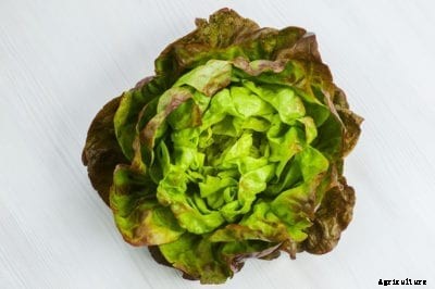 Pirat Butterhead Lettuce – How To Plant Heirloom Pirat Lettuce Seeds