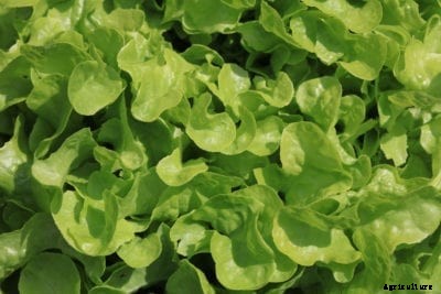Emerald Oak Lettuce Info: Learn About Growing Emerald Oak Lettuce