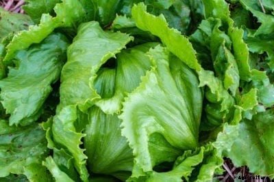 Salinas Lettuce Info: How To Grow Salinas Lettuce Plants
